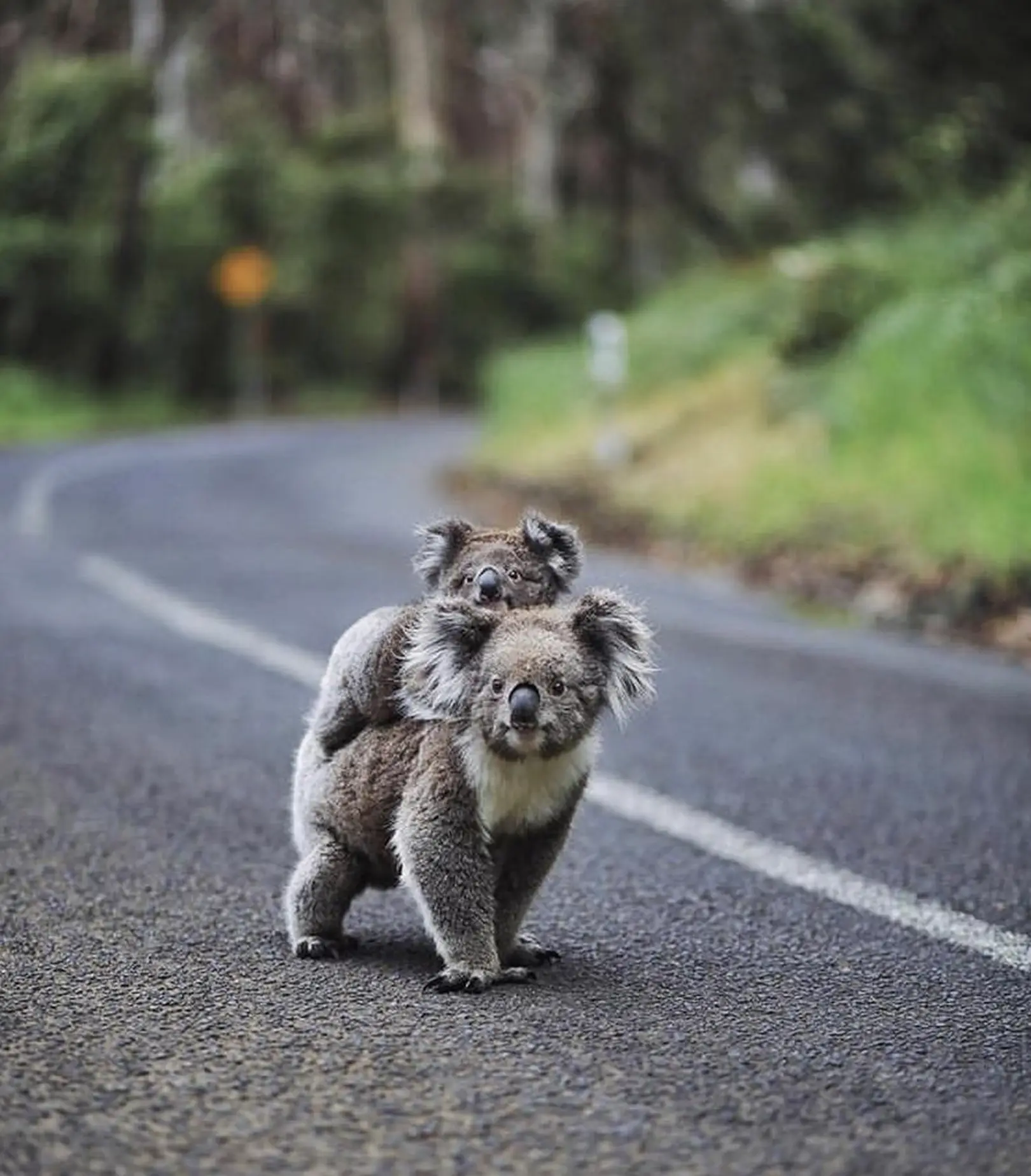 2 day Great Ocean Road tour