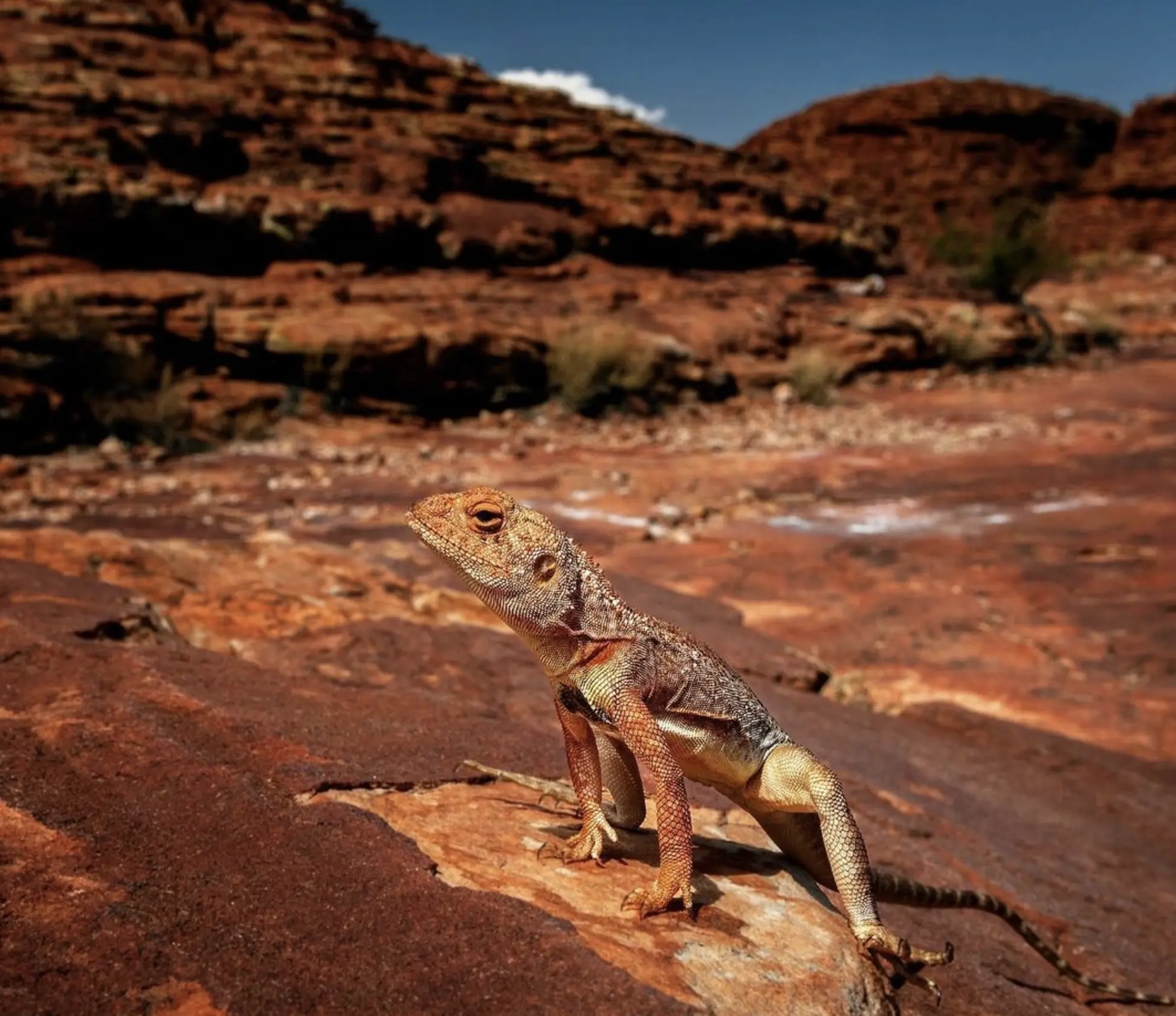 Watarrka wildlife