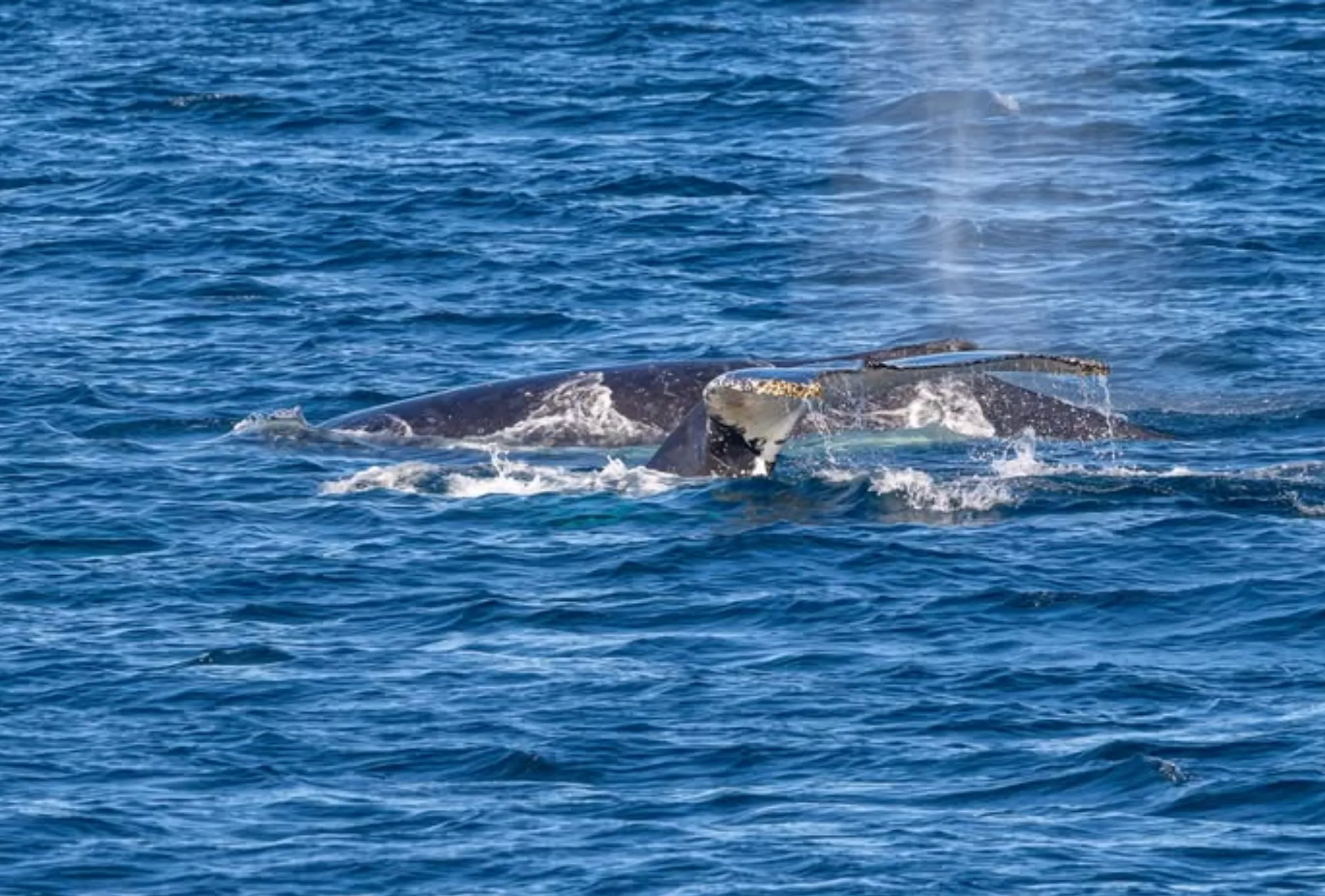 things to do on Phillip Island in winter